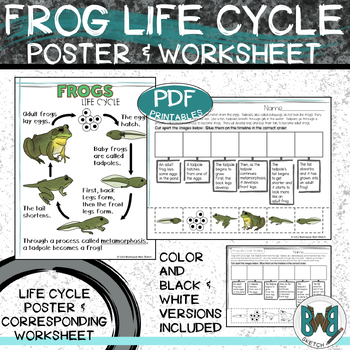 Frog Life Cycle Poster and Timeline Worksheet by Backwoods Barn Sketch