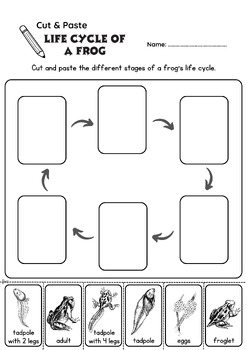 Animal Life Cycle- Frog: Posters, Matching Cards, Worksheet, Cut ...