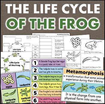 Preview of Frog Life Cycle Cut & Paste Worksheets Posters Diagram Sequencing Lifecycle