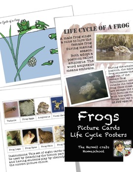 Preview of Frog Life Cycle Posters and Picture Flashcards