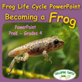 Frog Life Cycle PowerPoint - Becoming a Frog