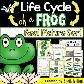 Preview of Frog Life Cycle Printables, Activities, Picture Sorts, Science Notebook