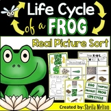 Frog Life Cycle Printables, Activities, Picture Sorts, Sci