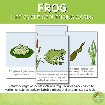 Frog Life Cycle Sequencing Cards and Posters by Pinay Homeschooler Shop