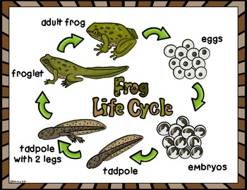frog life cycle wheel printable