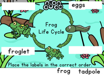 Frog Life Cycle Words | Boom Cards™ Digital Task Cards | TpT