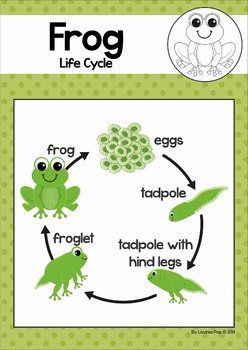 Frog Life Cycle by Lavinia Pop | Teachers Pay Teachers