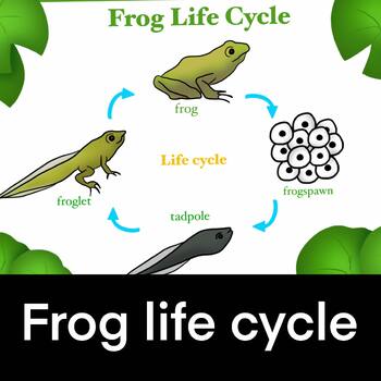 Preview of Frog Life Cycle for Biology Class, Science Subject