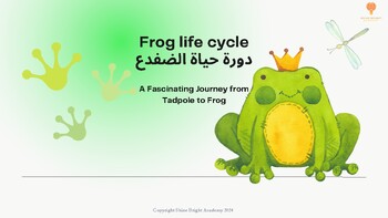 Preview of Frog Life Cycle in English/ Arabic