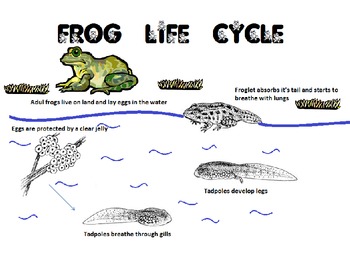 Tadpole Frog Life Cycle observation book by Scienceisfun | TpT
