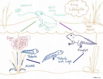 Preview of Frog Lifecycle Graphic Organizer with Pictures for Processing