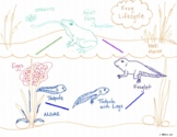 Frog Lifecycle Graphic Organizer with Pictures for Processing