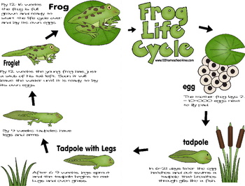 Frog Lifecycle Notebook {Pr... by Beth Gorden | Teachers Pay Teachers
