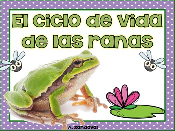 Preview of Frog Life Cycle in Spanish Las ranas