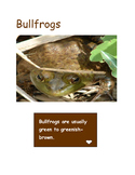 Frog Research Pictures