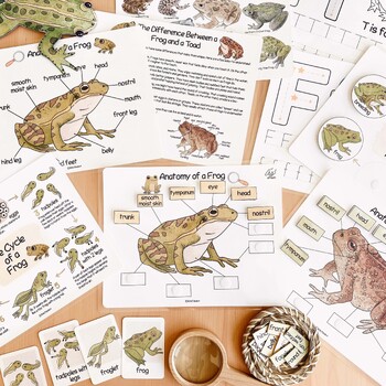 Frog Unit Study - Frog and Toad Life Cycle & Anatomy Learning Bundle vs ...