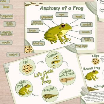 Frog Unit Study Kids, Frogs Amphibian Life Cycle & Anatomy Learning Nature