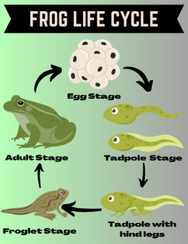 Frog life Cycle Poster, Classroom Decor, 8.5x11 in