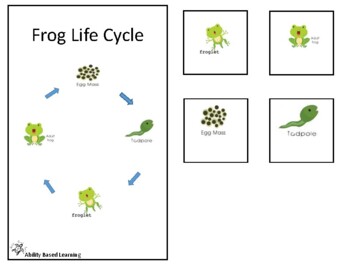 Preview of Frog life cycle Adaptive Book