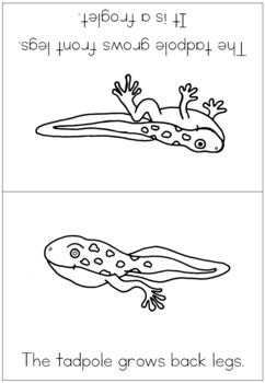 Frog life cycle coloring booklet by Little Blue Orange | TpT