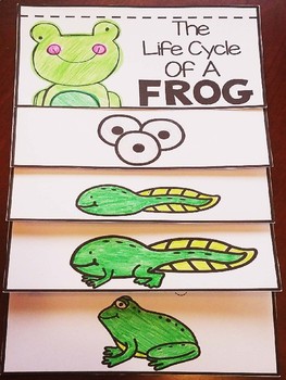 Frog Life Cycle Flip Book By Aisforadventuresofhomeschool Tpt