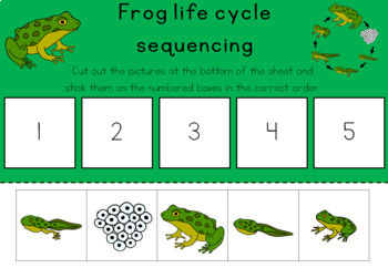 grade 1 animal worksheets cycle life Frog worksheet activity sequencing by Little