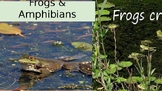 Frogs and Amphibians