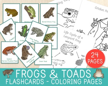 Preview of Frogs and Toads Flashcards & Coloring Pages, American Amphibians, Biology