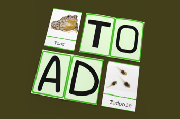 Preview of Frogs and Toads Montessori 3 Part Cards for Primary and Elementary