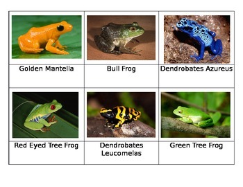 Preview of Frogs and Turtles Safari Toob Montessori Matchup Cards