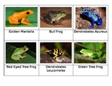Frogs and Turtles Safari Toob Montessori Matchup Cards