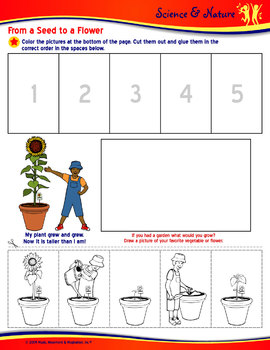 From A Seed To A Tree Song (Mp3), Visual Aids, and Activities | TpT