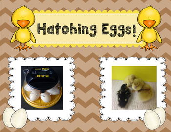 Preview of Hatching Eggs!