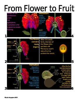 Preview of From Flower to Fruit