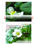 From Flower to Strawberry Photo Book