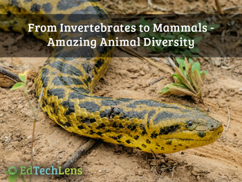 Preview of From Invertebrates to Mammals: Amazing Animal Biodiversity - Unit PDF