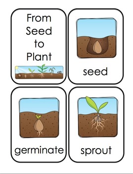 Preview of From Seed to Plant: Cut and Paste activities & Flashcards for plant lifecycle