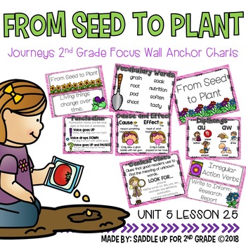Preview of From Seed to Plant Focus Wall Anchor Charts and Word Wall Cards
