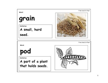 Preview of From Seed to Plant Vocabulary Cards