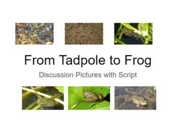 Preview of From Tadpole to Frog Kindergarten Lesson - Pictures with Script//Google Slides