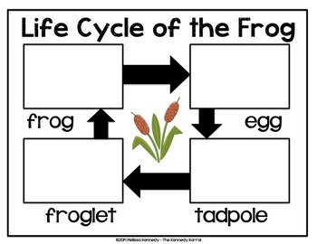 From Tadpole to Frog by The Kennedy Korral | Teachers Pay Teachers
