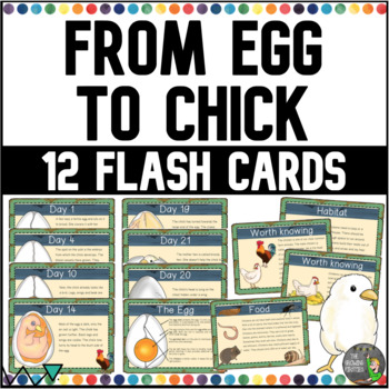 Preview of From egg to chick - Flash cards