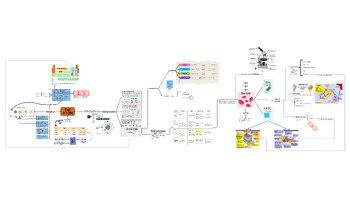 Preview of From the atom to the cells mindmap!