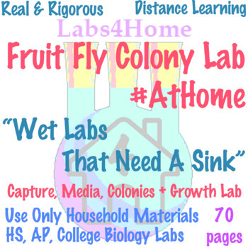 Preview of Fruit Fly Colony Biology Lab #AtHome