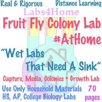 Preview of Labs4Home Fruit Fly Colony Lab