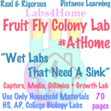 Labs4Home Fruit Fly Colony Lab