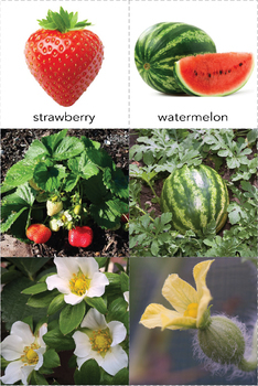 flowering plants with fruits