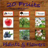 Fruits and their Trees / Plants and Flowers Categorization