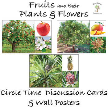 Preview of Fruits and their Trees & Flowers - Circle Time Discussion Cards and Wall Posters