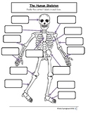 Full Adapted Lesson/Work Packet: The Human Skeleton